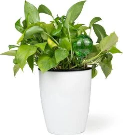 Merkloos Decopatent® 4 Stuks - Waterdruppelaar Voor Planten - Watergever - Glas - Waterbollen - Watergeefsysteem - Plantenbollen - Groen -Tuingereedschap Winkel 1091x1200 3