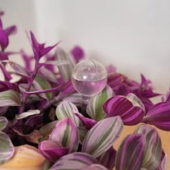 Merkloos JADI - Druppelsysteem - Waterdruppelaar Voor Uw Planten - Set Van 6 Stuks - 3 Grote & 3 Kleine - Transparante Waterbollen -Tuingereedschap Winkel 1200x1200 356