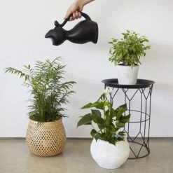 Balvi Meow! Kat Gieter - Zwart -Tuingereedschap Winkel 1200x1200 634