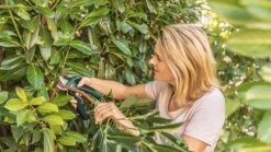 Bosch EasyPrune Accu Snoeischaar - 3.6 V Accu - USB -Tuingereedschap Winkel 1200x675