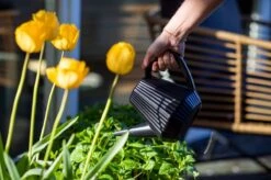 Xala - Gieter Doppio Groove 2L Zwart -Tuingereedschap Winkel 1200x799 126