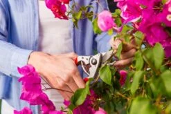 Felco 14 Snoeischaar | Ergonomisch | Voor Kleine Handen 6 Felco 14 Snoeischaar | Ergonomisch | Voor Kleine Handen -Tuingereedschap Winkel 1200x800 1