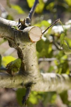 GARDENA - Comfort - Hefboomsnoeischaar Smartcut - Snoeischaar - Takdikte Max. 22 Mm -Tuingereedschap Winkel 799x1200 1