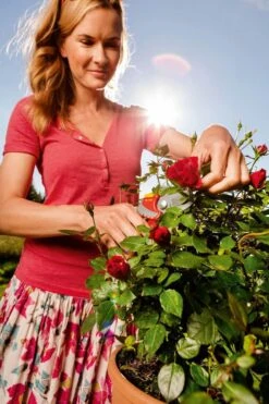 WOLF-Garten Snoeischaar "Premium Plus" RR 4000 - Max. Knipdiameter 22 Mm - Links- En Rechtshandige - Softinleg Handgreep - Snijhoek 30° - Voor Grote Handen - Vervangbare Messen -Tuingereedschap Winkel 799x1200 5